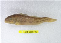 藏品(唇厚鯊)的圖片